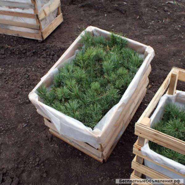 Кедр сибирский 15-20 см