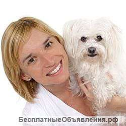 Стрижка собак западный округ