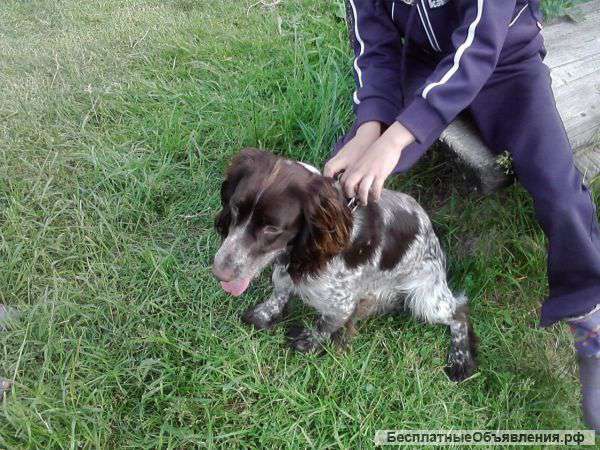 Отдаю в добрые руки