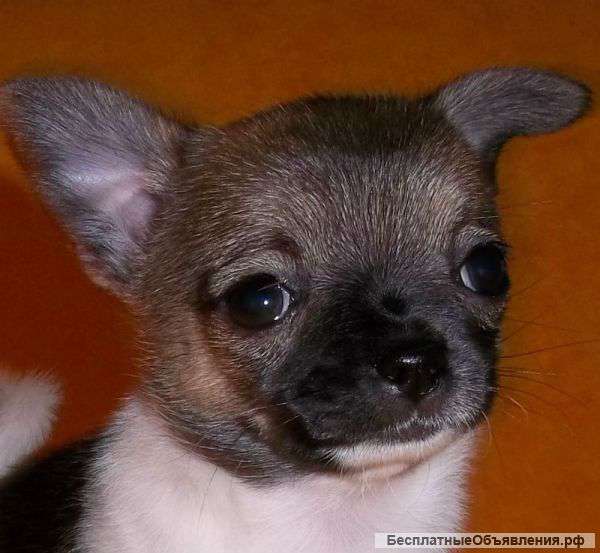 Милашка - чихуашка