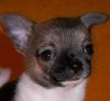 Милашка - чихуашка