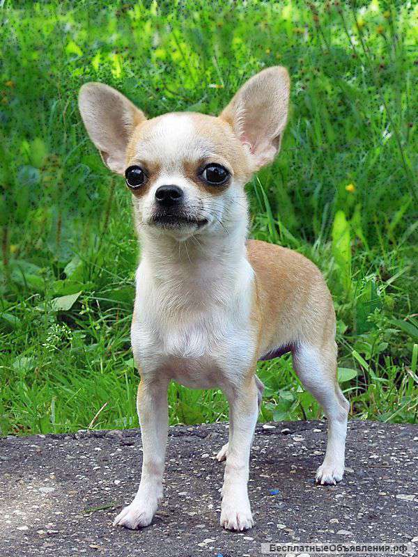 Чихуахуа купить