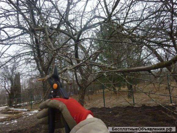 Обрезка плодовых деревьев