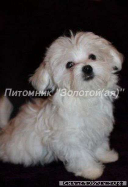 Щенки Мальтезе, Мальтийской болонки мини и стандарт