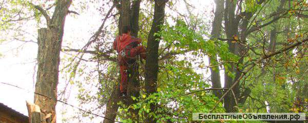 Удаление, спил деревьев