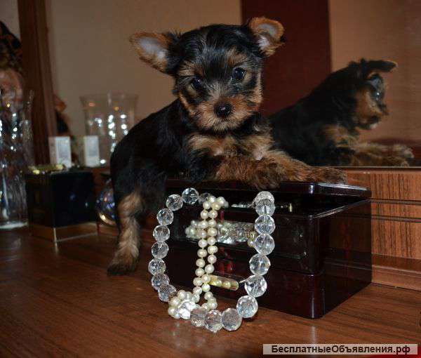 Йоркширские терьеры