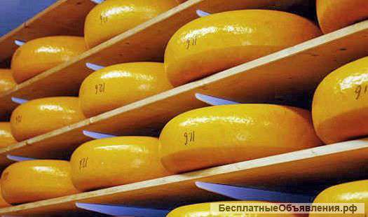 Сыры, масла и сырные продукты оптом от производителя