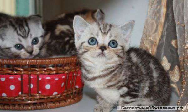 Котята бесплатно