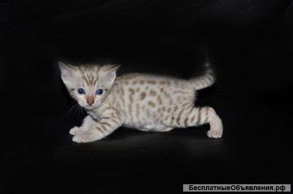 Бенгальские котята