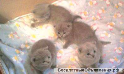 Британские карапузы
