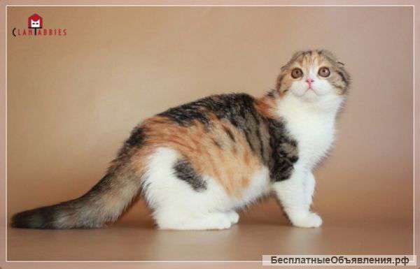 Питомник кошек Сlantabbies