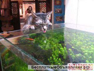 Сниму комнату