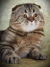 Шотландский вислоухий кот на вязку, Международный Чемпион