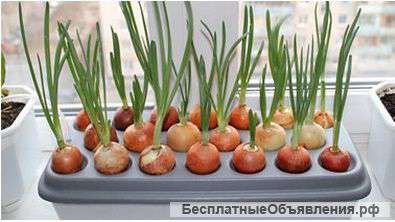 Грядка гидропонная для выращивания лука в домашних условиях