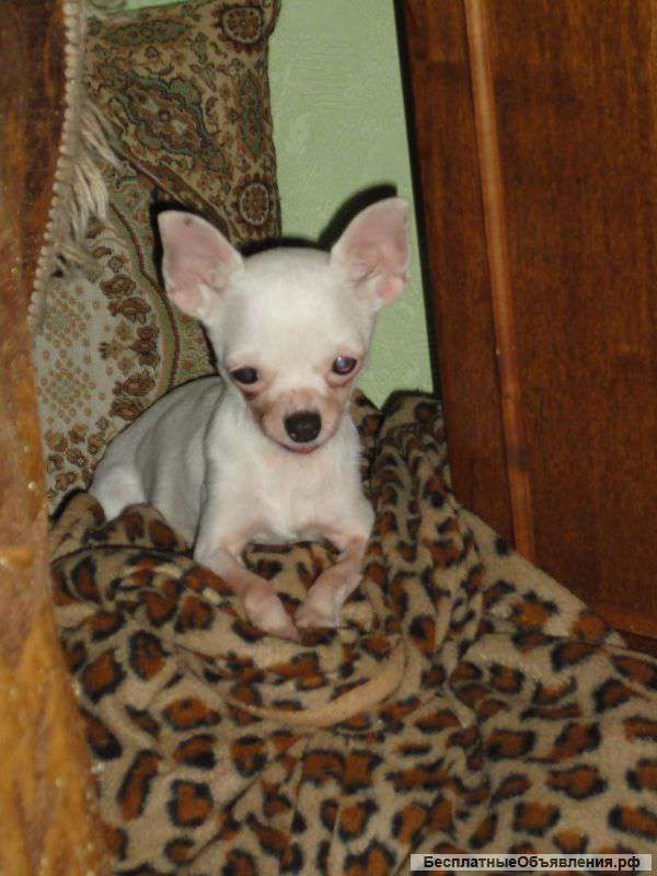 Пропала собачка