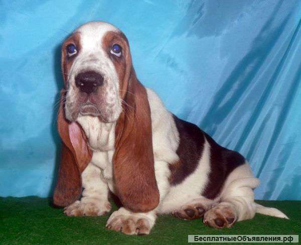 Щенок бассет хаунд,кобель