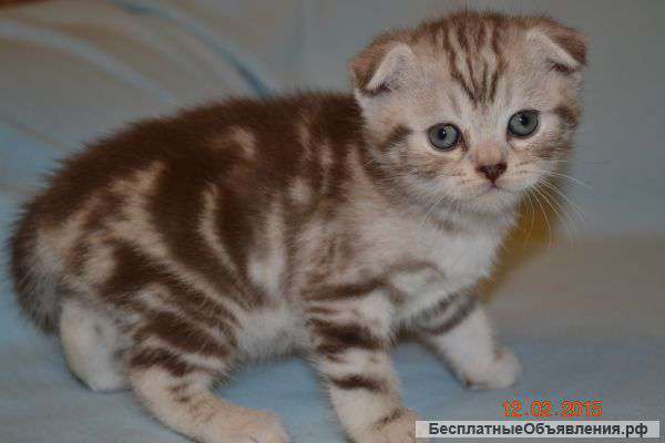 Очаровательные шотладские котята