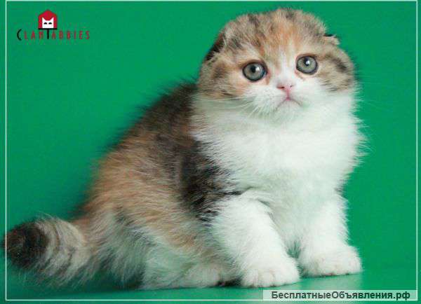 Скоттиш-фолд