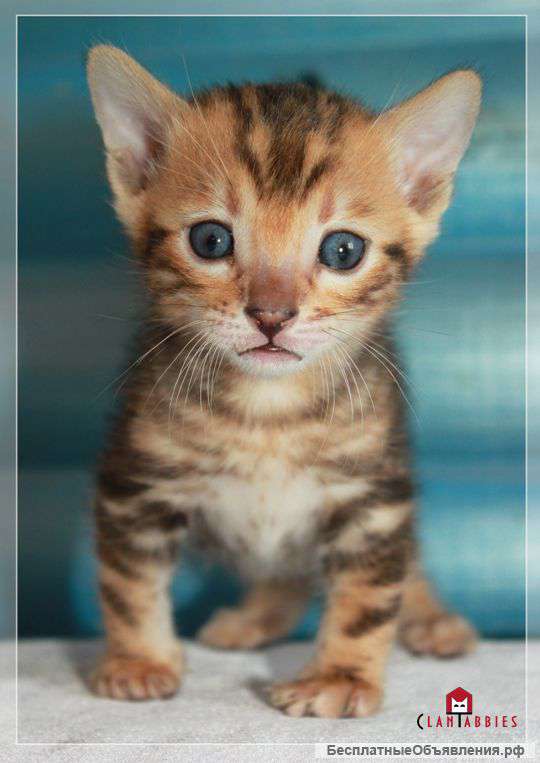 Бенгальский мальчик мрамор на золоте