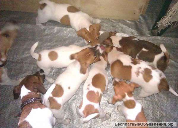 Щенки Джек Рассел терьера. Бронирование.