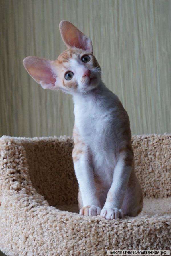 Котенок корниш рекс