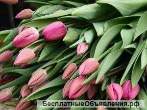 Тюльпаны, композиции из первоцветов, букеты, корзины к 8 марта