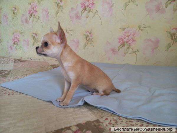 Щенки чихуа