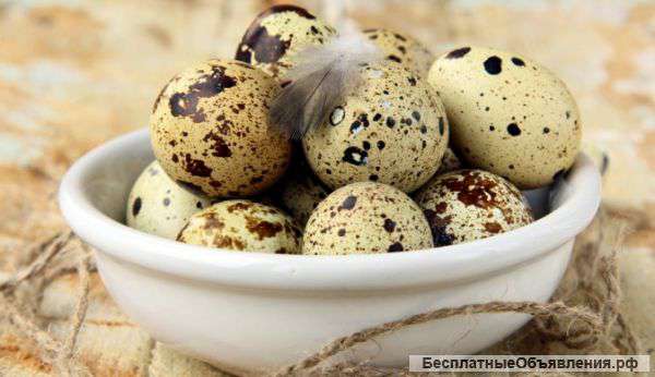 Перепелиное яйцо