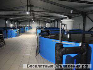 Технологический проект Выращивание осетра