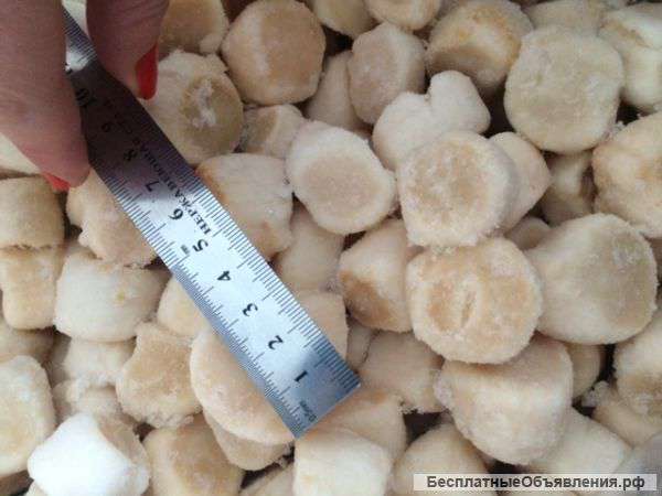 Гребешок северо-курильский,дикий ,природный