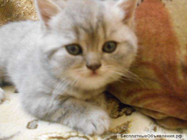 Клубных шотландцев