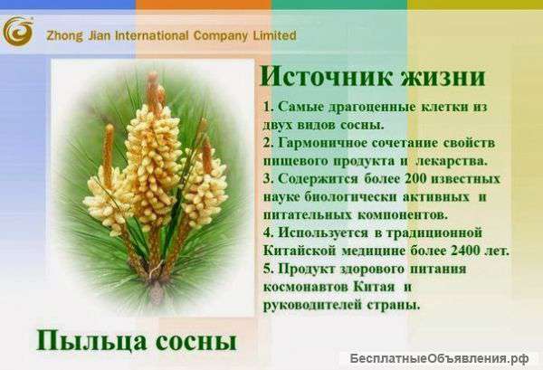 Пыльца сосны китайской