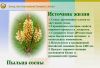Пыльца сосны китайской