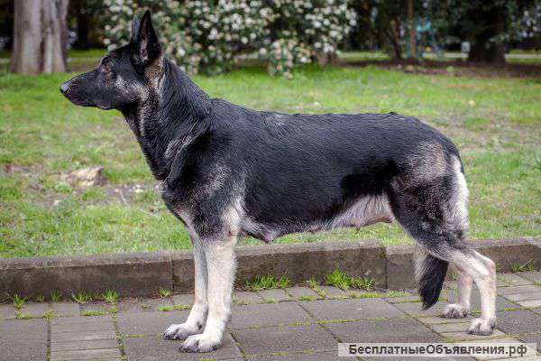 Щенки восточно европейской овчарки