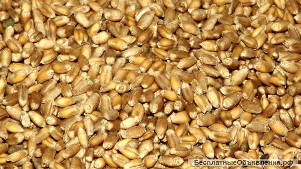 Зерно фураж пшеница
