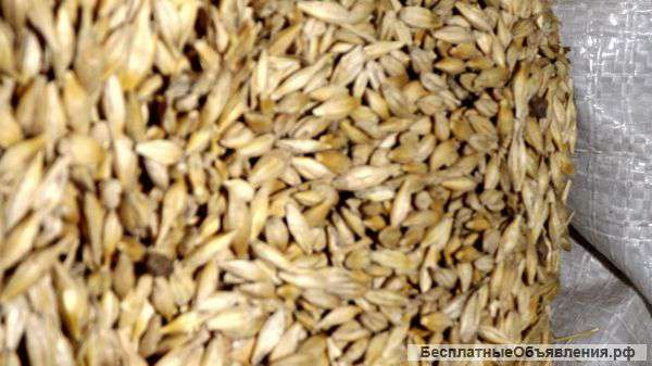 Зерно фураж ячмень
