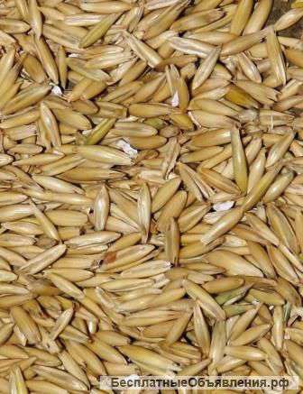 Зерно фураж овес