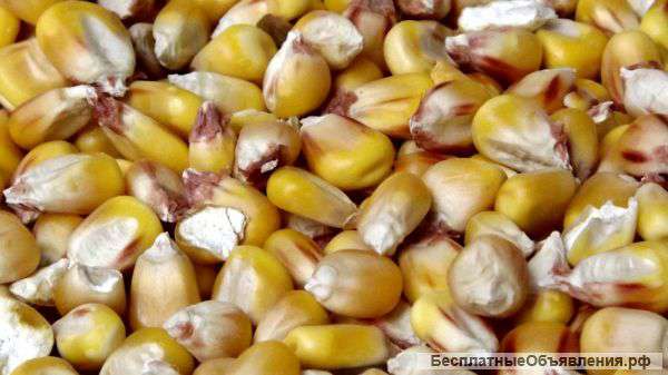 Зерно фураж кукуруза