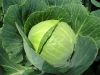 Капуста выского качества оптом