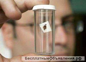 Уничтожение клопов Москва и область