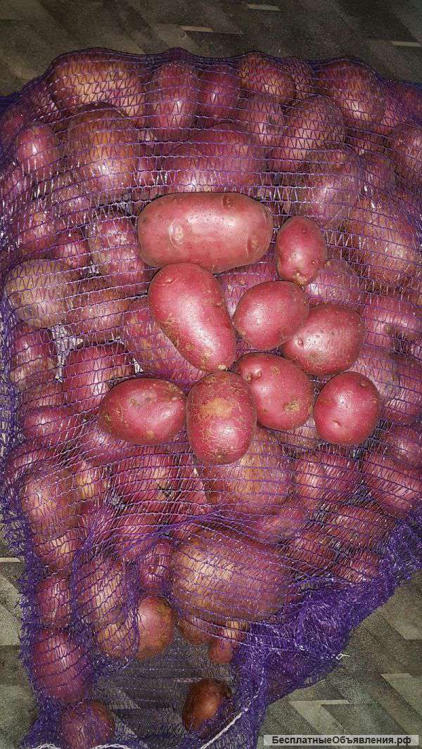 Картофель оптом