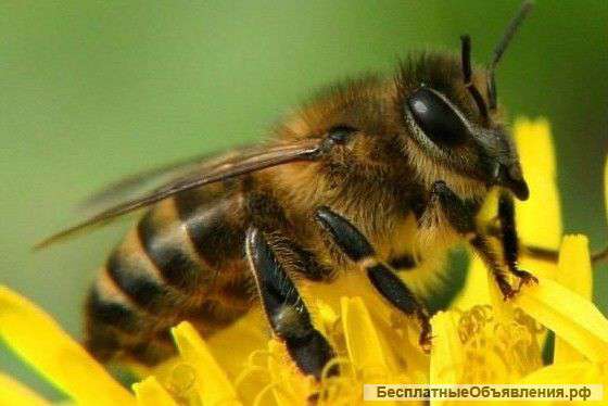 Пчелопакеты