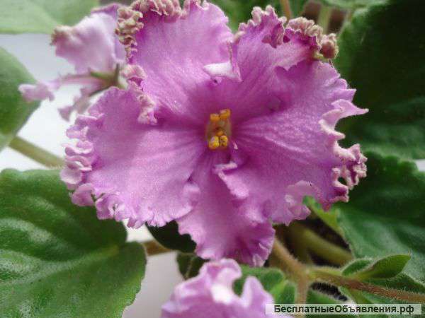 Сортовые фиалки