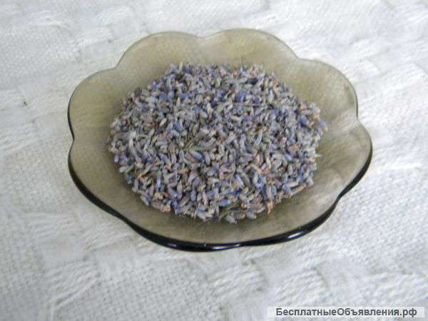 Лаванда крымская