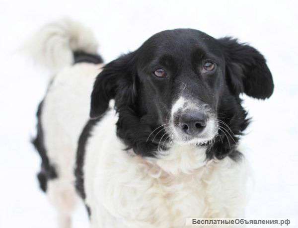 Очаровательная собачка Потти ищет дом и самого лучшего хозяина