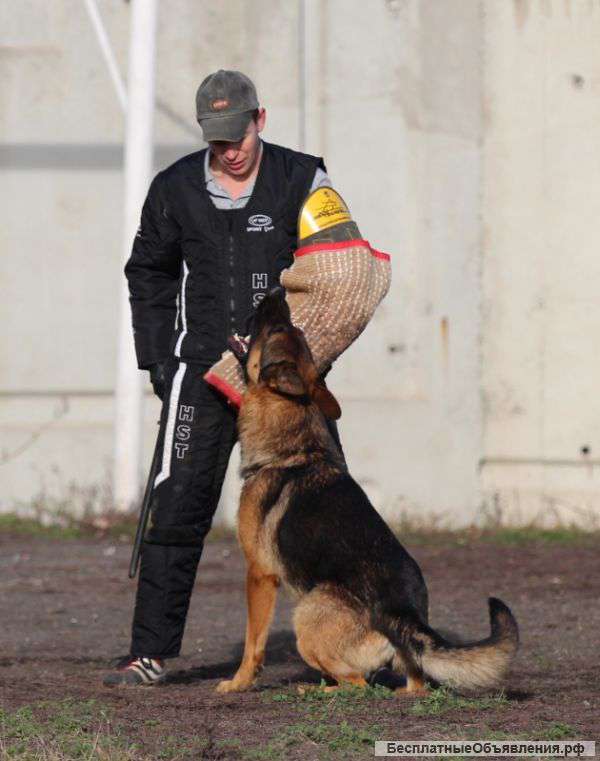 Великолепный щенок зонар.окраса, питомник FCI