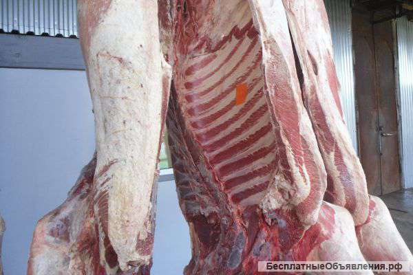 Ищем поставщиков мяса туши, п/туши
