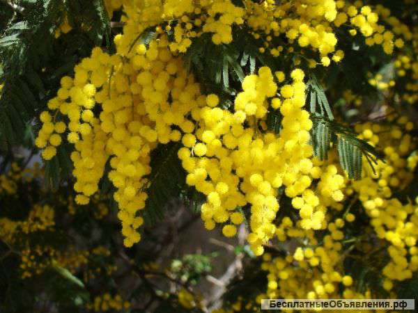 Лучшая мимоза