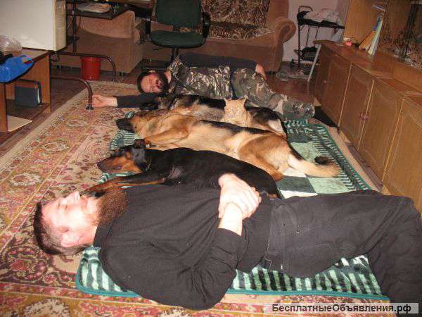 Дрессировка собак