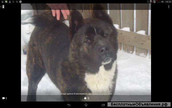 Американская акита щенки